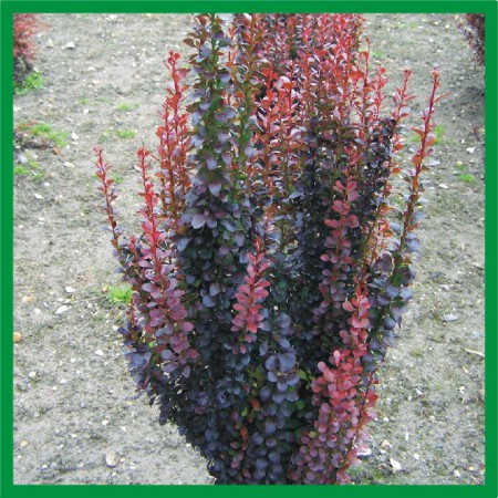 Berberis thunbergii "Red Pillar" - dráč Thunbergov
